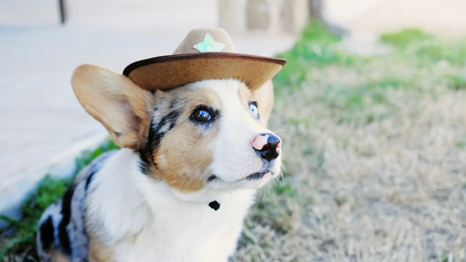 Texas-Australian Shepard Puppy with one brown eye and one blue eye wearing a cowboy hat, sitting on grass beside a building. New pet-friendly apartment homes for rent with private fenced backyards in Texas with pool, pickleball, dog park, gym, clubhouse and gated community. *No breed or weight restrictions. Yardly